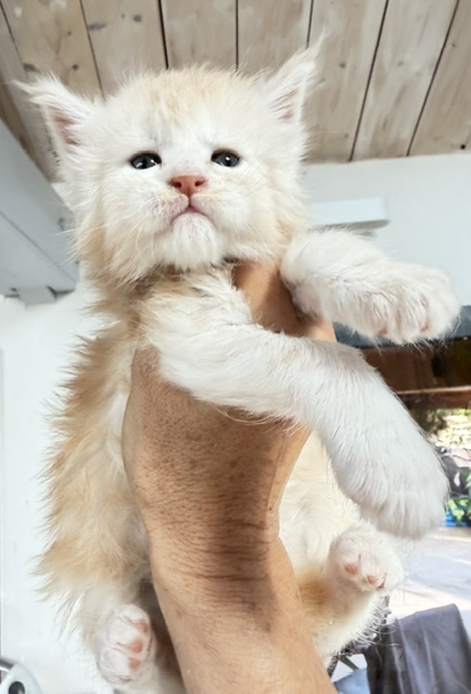 Butter Macaron Chatterie MAKATEA Maine Coon