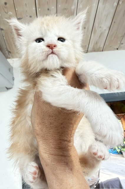Butter Macaron Chatterie MAKATEA Maine Coon