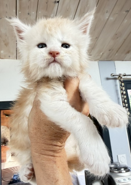Butter Macaron Chatterie MAKATEA Maine Coon