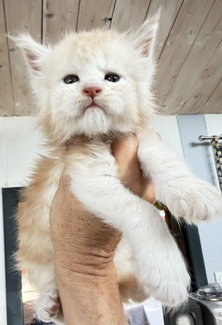 Butter Macaron Chatterie MAKATEA Maine Coon