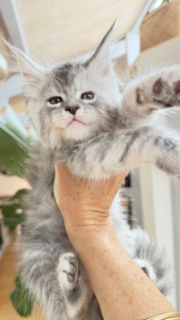 Blue Ocean Chatterie MAKATEA Maine Coon