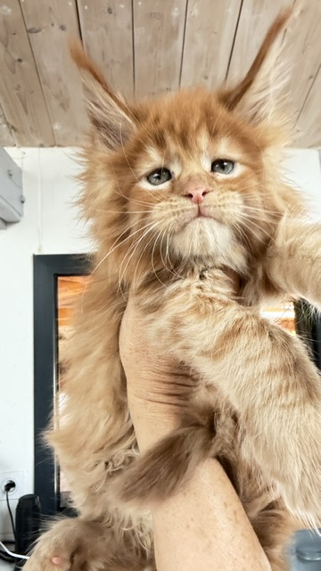 Bourbon Sunrise Chatterie MAKATEA Maine Coon