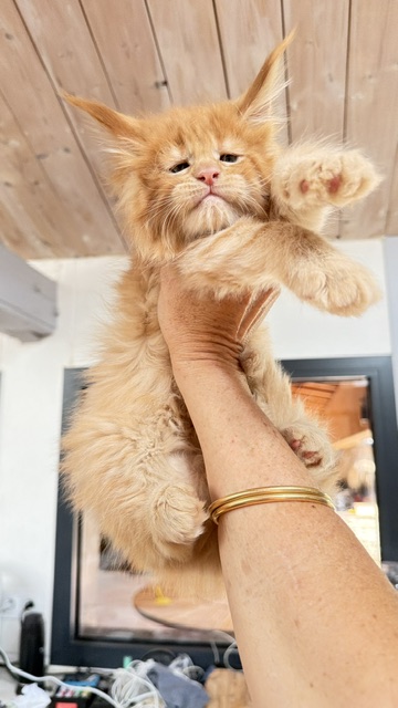 Big Red Chatterie MAKATEA Maine Coon