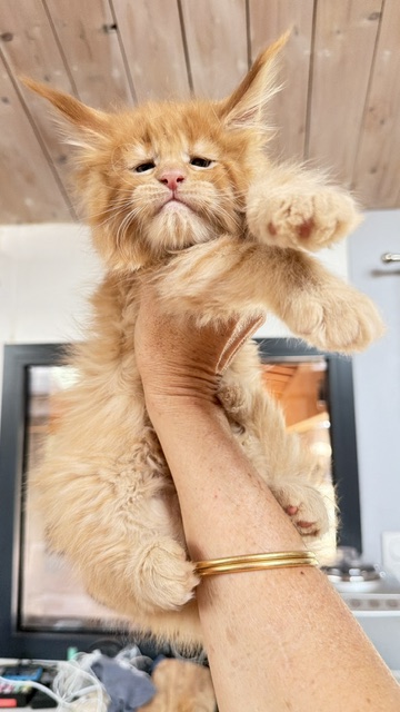 Big Red Chatterie MAKATEA Maine Coon