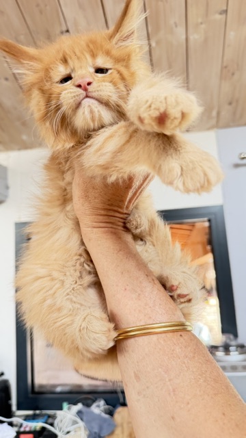 Big Red Chatterie MAKATEA Maine Coon