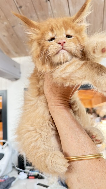 Big Red Chatterie MAKATEA Maine Coon