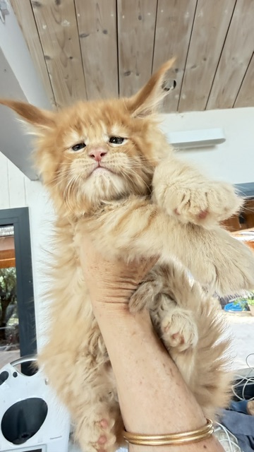 Big Red Chatterie MAKATEA Maine Coon
