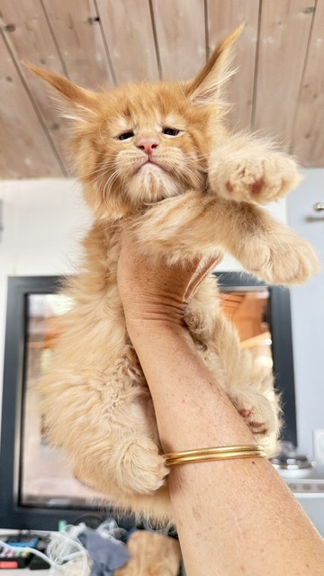 Big Red Chatterie MAKATEA Maine Coon