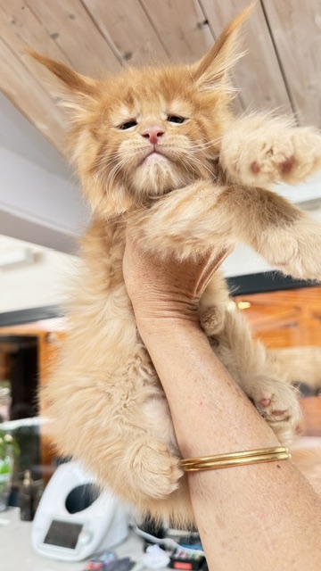Big Red Chatterie MAKATEA Maine Coon