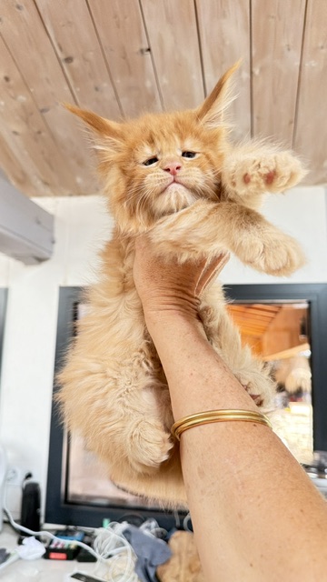 Big Red Chatterie MAKATEA Maine Coon
