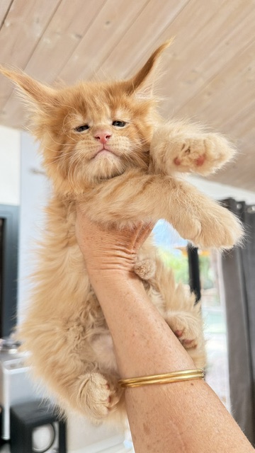 Big Red Chatterie MAKATEA Maine Coon