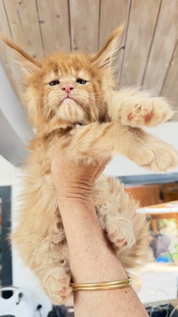 Big Red Chatterie MAKATEA Maine Coon