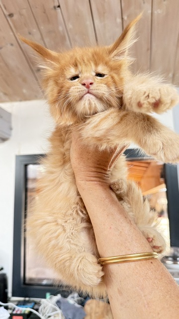 Big Red Chatterie MAKATEA Maine Coon