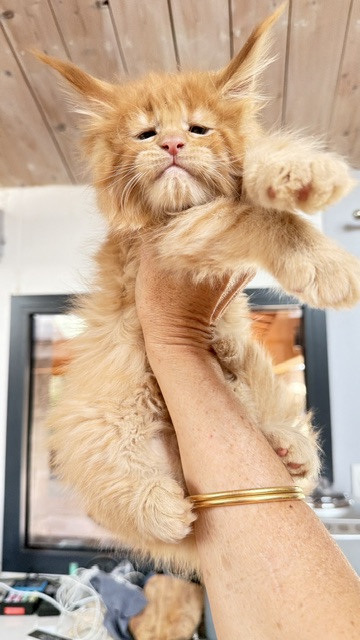 Big Red Chatterie MAKATEA Maine Coon