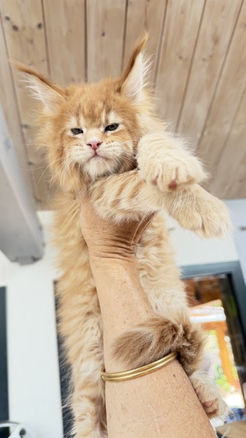 Big Biscuit Chatterie MAKATEA Maine Coon