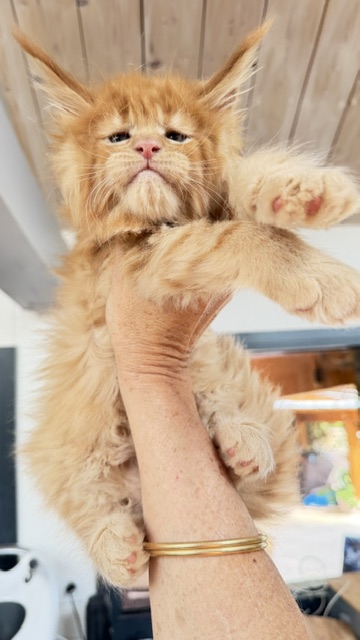 Big Red Chatterie MAKATEA Maine Coon
