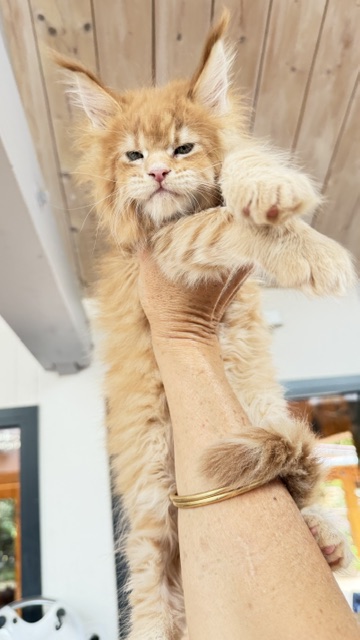 Big Biscuit Chatterie MAKATEA Maine Coon
