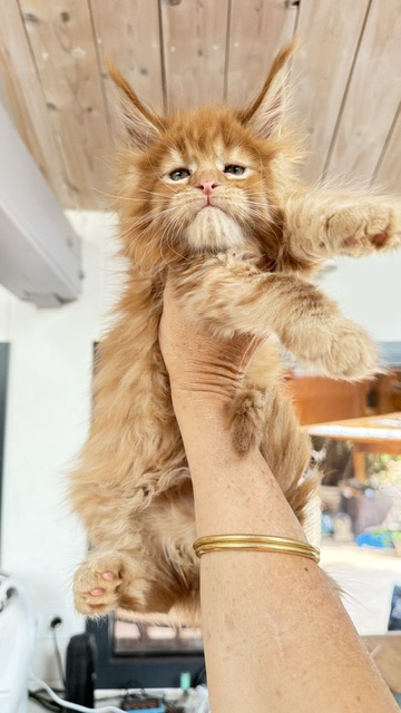 Bourbon Sunrise Chatterie MAKATEA Maine Coon