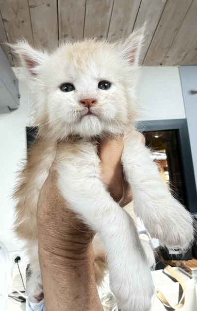 Butter Macaron Chatterie MAKATEA Maine Coon