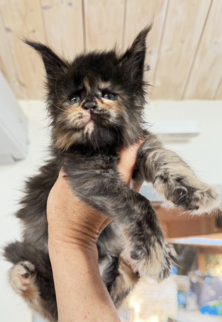 Berry Honeybee Chatterie MAKATEA Maine Coon