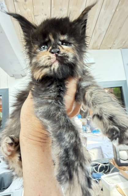 Berry Honeybee Chatterie MAKATEA Maine Coon