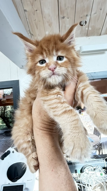 ButterCookie Chatterie MAKATEA Maine Coon