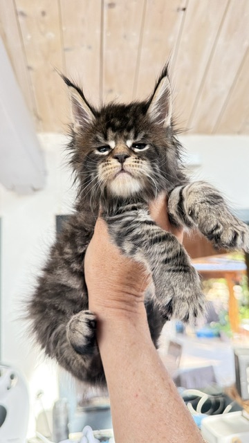 Buttercup Dream  Chatterie MAKATEA Maine Coon