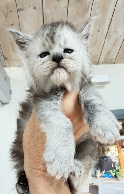 Banquise Chantilly Chatterie MAKATEA Maine Coon