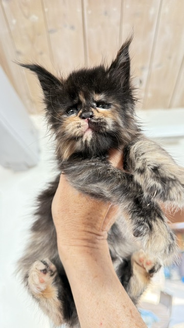 Berry Honeybee Chatterie MAKATEA Maine Coon