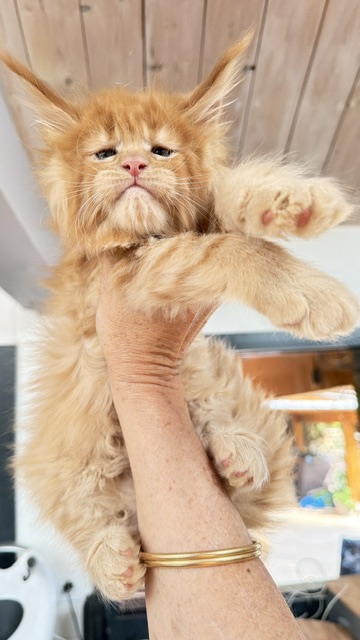Big Red Chatterie MAKATEA Maine Coon