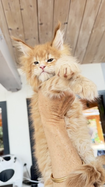 Big Biscuit Chatterie MAKATEA Maine Coon