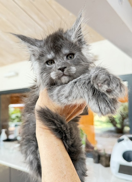 Blueberry Chatterie MAKATEA Maine Coon