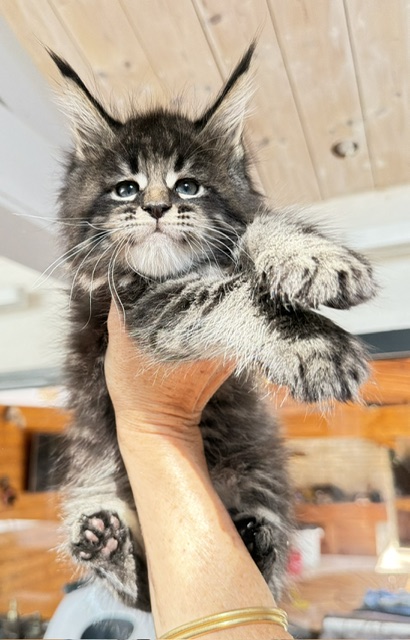 Boston Blaze Chatterie MAKATEA Maine Coon