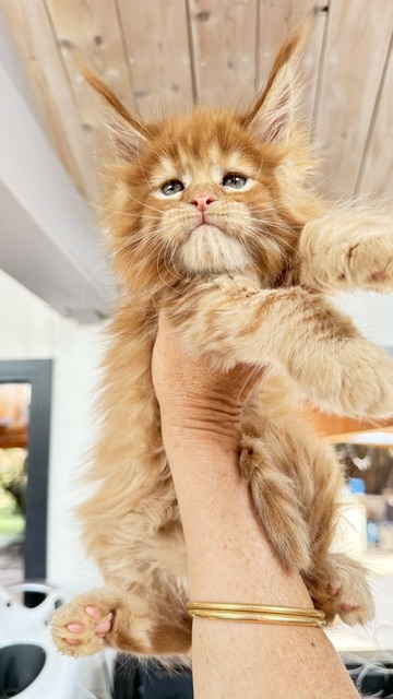Bourbon Sunrise Chatterie MAKATEA Maine Coon