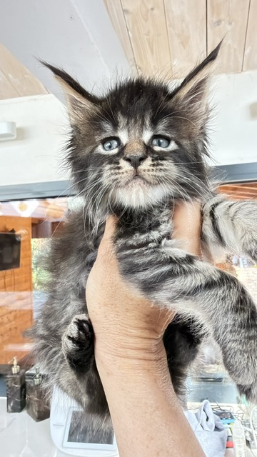 Buck Whiskey  Chatterie MAKATEA Maine Coon