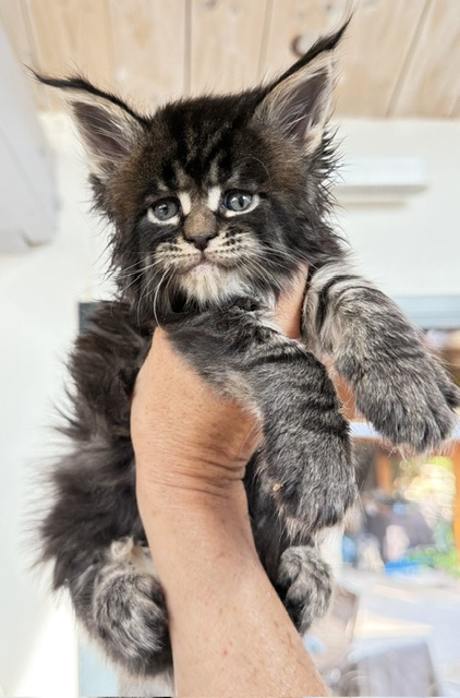 Buddy Bear  Chatterie MAKATEA Maine Coon