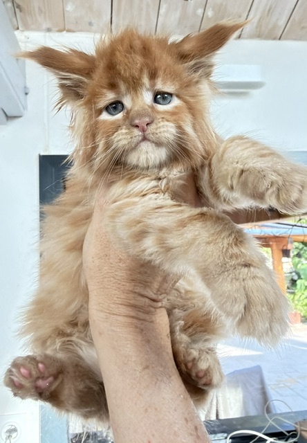ButterCream Chatterie MAKATEA Maine Coon