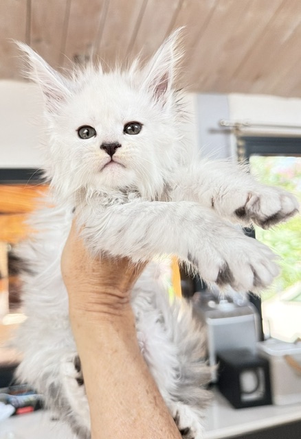 Butternut Chatterie MAKATEA Maine Coon