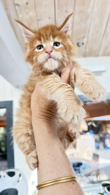 ButterCookie Chatterie MAKATEA Maine Coon