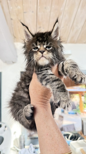 Buttercup Dream  Chatterie MAKATEA Maine Coon