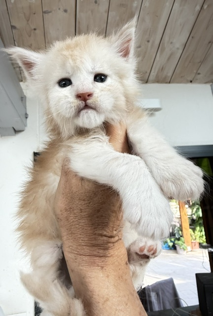 Butter Macaron Chatterie MAKATEA Maine Coon