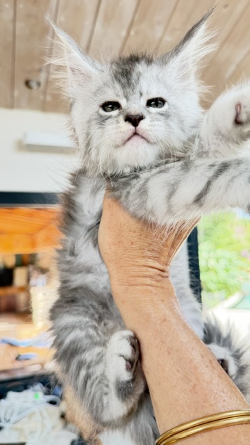 Blue Ocean Chatterie MAKATEA Maine Coon