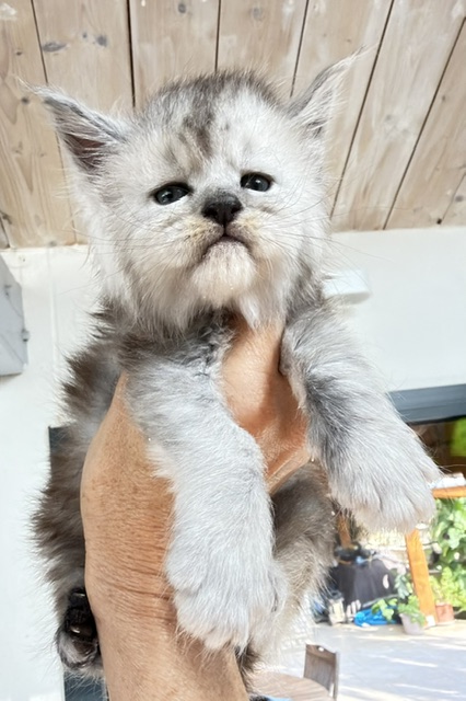 Banquise Chantilly Chatterie MAKATEA Maine Coon