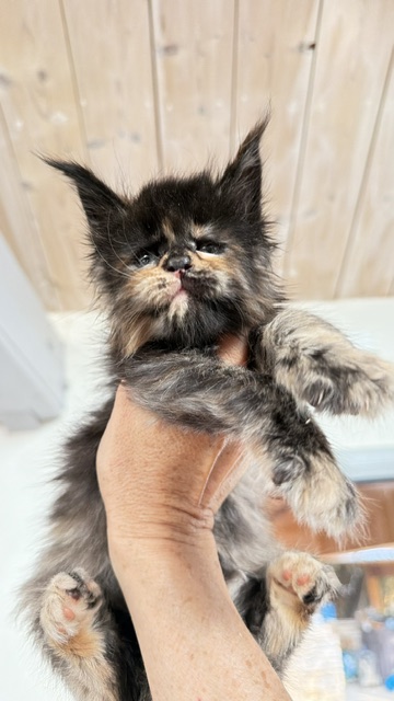 Berry Honeybee Chatterie MAKATEA Maine Coon
