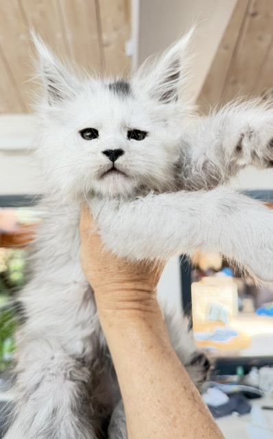 Billabong Chatterie MAKATEA Maine Coon