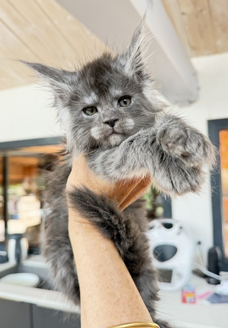 Blueberry Chatterie MAKATEA Maine Coon