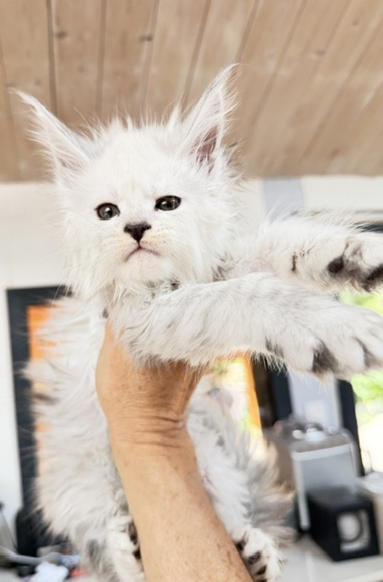 Butternut Chatterie MAKATEA Maine Coon