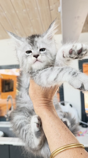 Blue Ocean Chatterie MAKATEA Maine Coon