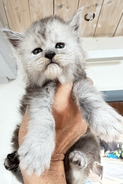Banquise Chantilly Chatterie MAKATEA Maine Coon