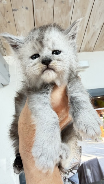Banquise Chantilly Chatterie MAKATEA Maine Coon